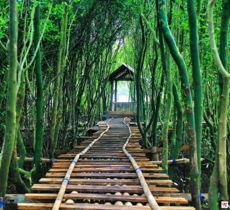 Kalibiru – Waduk Sermo – Hutan Mangrove